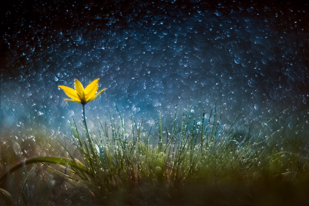 НАСТОЯЩАЯ ФЛЕР